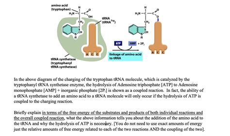 aa trna synthetase|tryptophanyl trna synthetase.